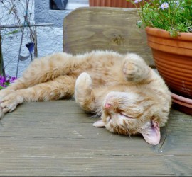 huisdierenoppas service