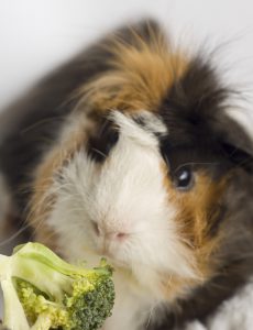 Huisdieren oppasservice voor knaagdieren